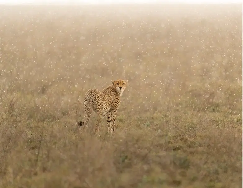 Photo of a cheetah in a field while it snows