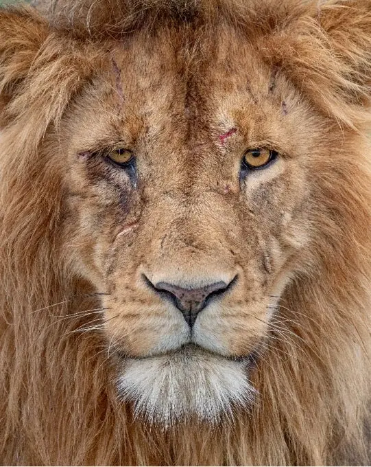Photo of a lion's face