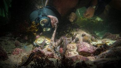 Uncovering undersea mysteries in My Octopus Teacher