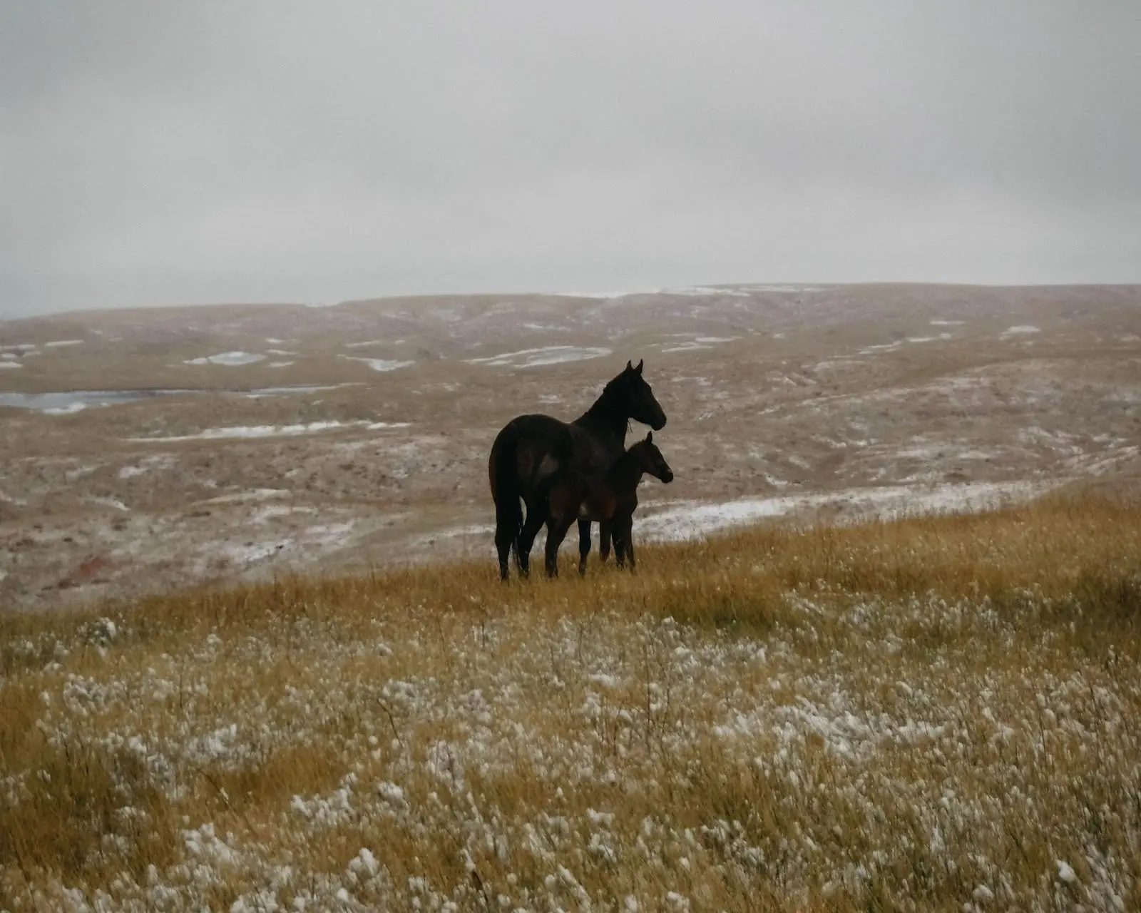 Photo of two horses in a pasture dusted with snow. 