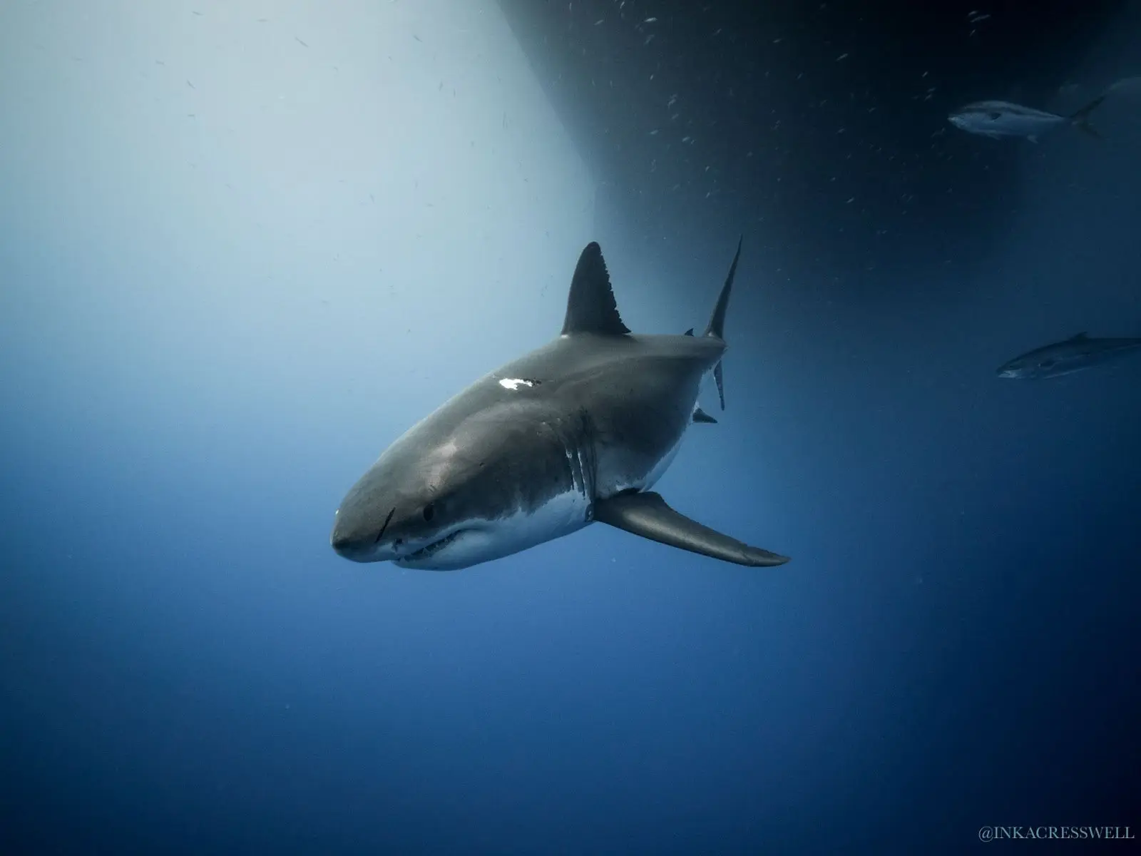 Photo of a shark underwater. 