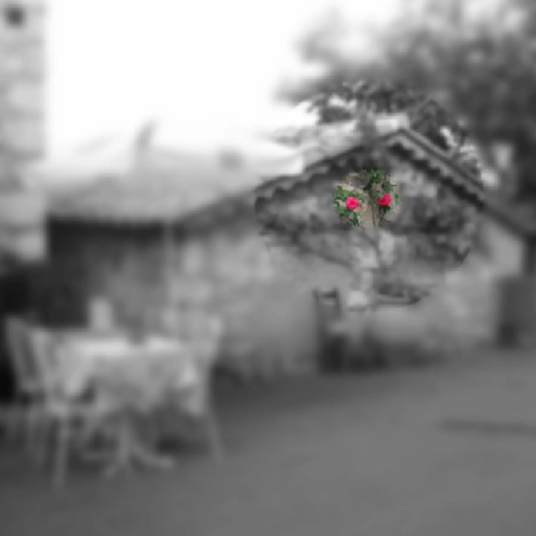 Black and white blurred photo with a small slower in color. 